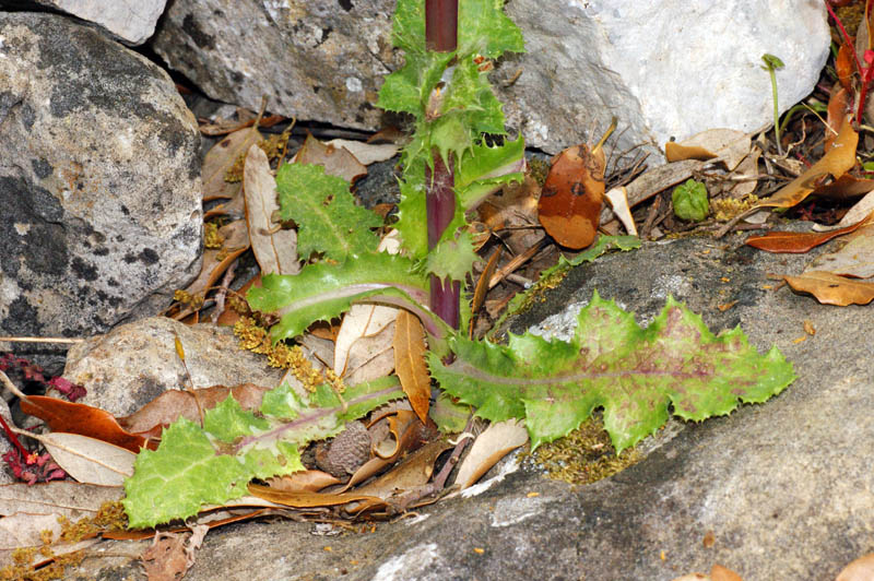 Sonchus asper